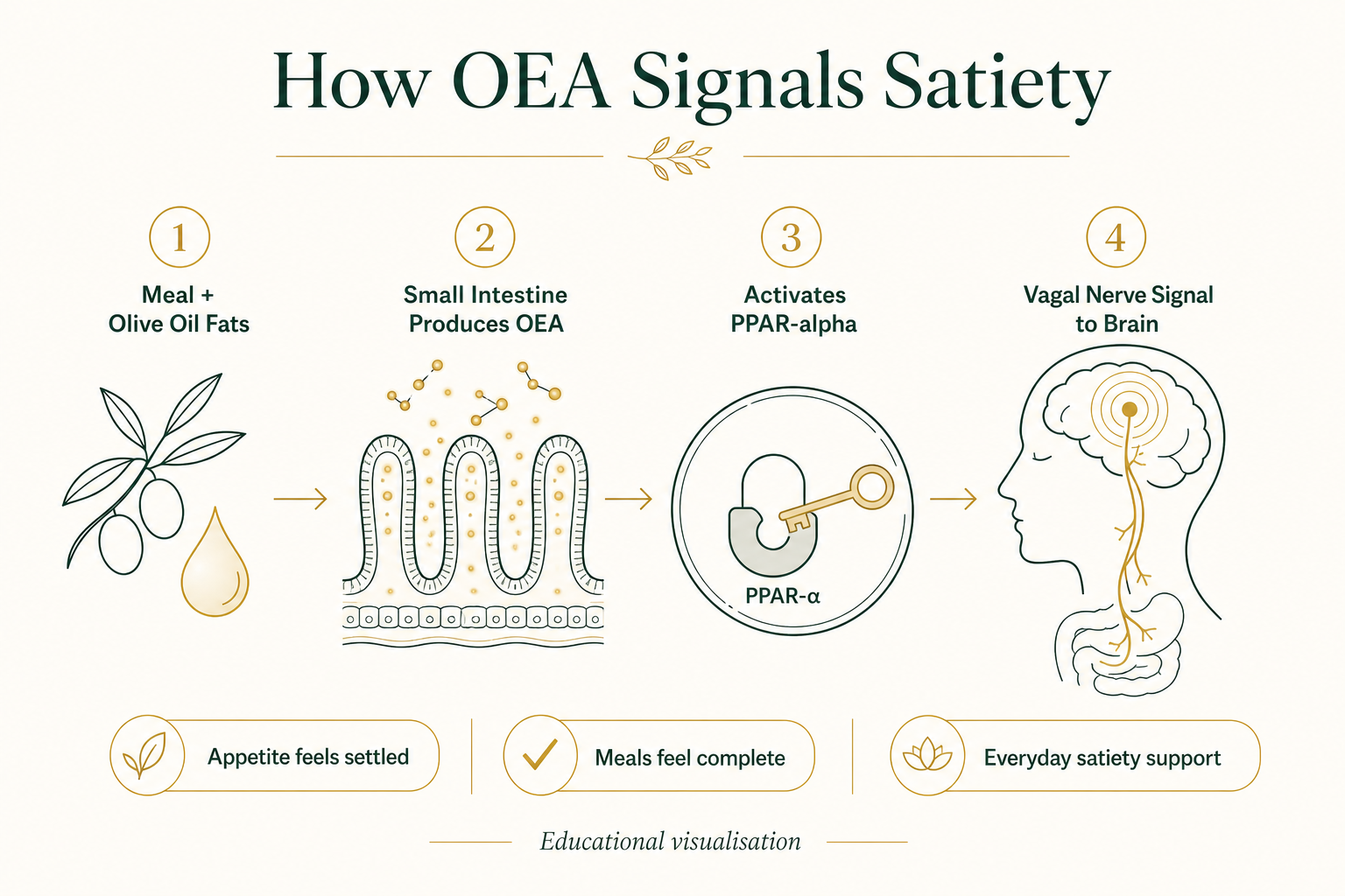 Infographic showing how OEA signals satiety: olive oil fats from a meal, OEA production in the small intestine villi, activation of the PPAR-alpha receptor, and a vagal nerve signal travelling from the gut to the brain