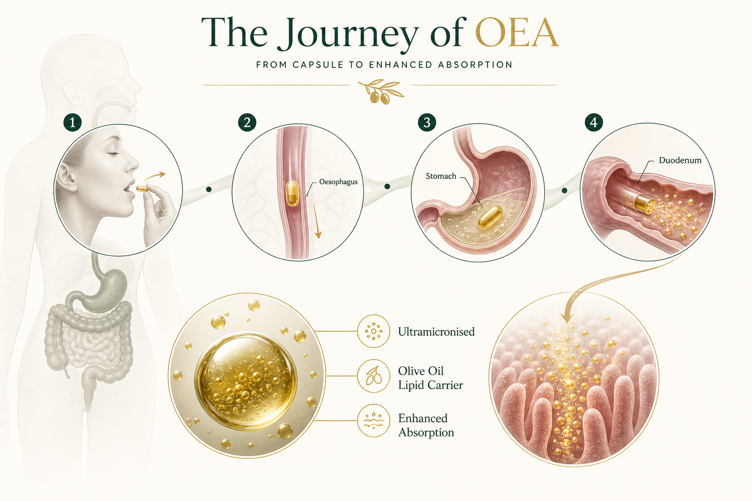 Diagram showing the OLEACORE capsule journey from ingestion through the oesophagus and stomach to release in the duodenum, where ultramicronised OEA is delivered in an olive oil lipid matrix